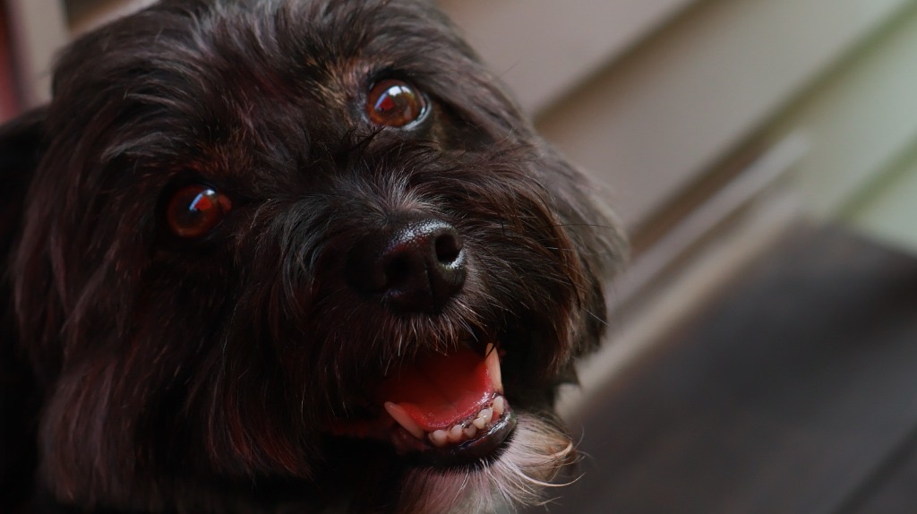 Pet Portrait